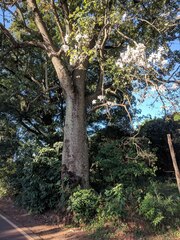 Ceiba pubiflora