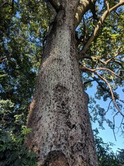 Ceiba pubiflora