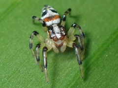 Nycerella delecta
