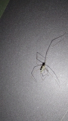 Pholcus phalangioides