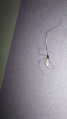 Pholcus phalangioides