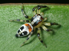 Nycerella delecta