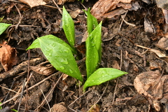Allium ursinum