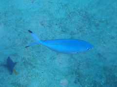Caesio lunaris