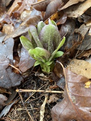 Frasera caroliniensis