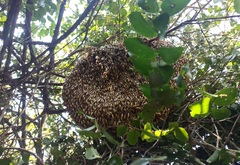 Apoica