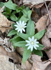 Stellaria pubera