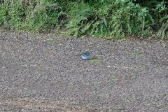 Fringilla coelebs moreletti