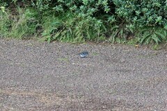 Fringilla coelebs moreletti