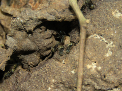 Dolichoderus bispinosus