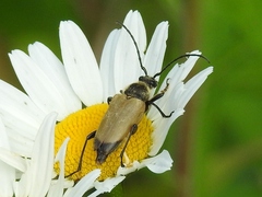 Trigonarthris