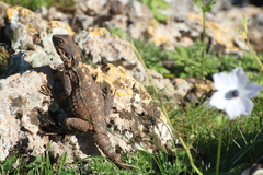 Laudakia vulgaris
