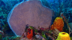 Callyspongia aculeata