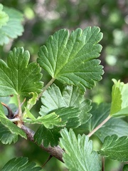 Ribes californicum