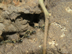 Dolichoderus bispinosus