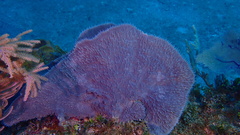 Callyspongia aculeata