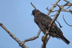 Buteo galapagoensis