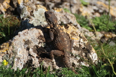 Laudakia vulgaris