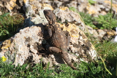 Laudakia vulgaris