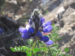 Dalea azurea