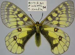Parnassius eversmanni thor