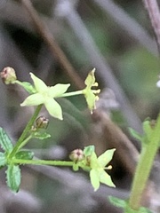 Galium porrigens