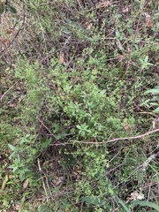 Galium porrigens