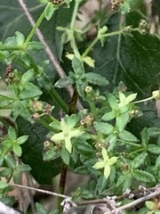 Galium porrigens