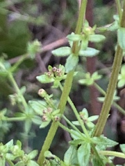 Galium porrigens