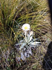 Celmisia semicordata stricta