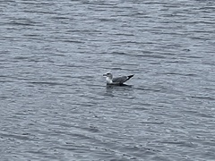 Larus canus