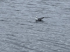 Larus canus