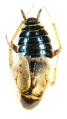 Ectobius sylvestris