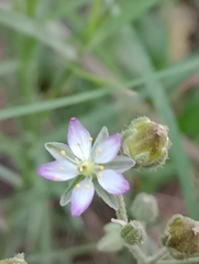 Spergula grandis