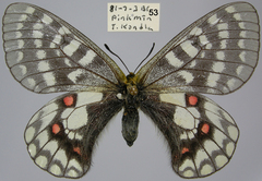 Parnassius eversmanni thor