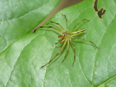 Lyssomanes bitaeniatus