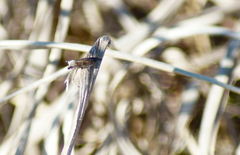 Ancylis unguicella