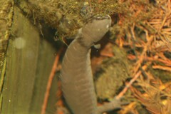Ambystoma