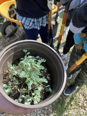 Desmanthus leptolobus