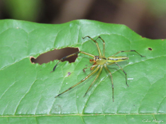 Lyssomanes bitaeniatus