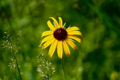 Rudbeckia hirta