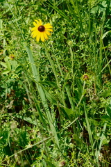 Rudbeckia hirta