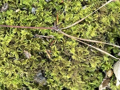 Thuidium