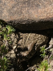 Sclerophrys capensis