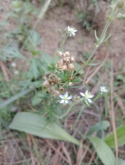 Spergula grandis