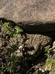 Sclerophrys capensis