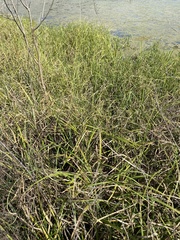 Sporobolus michauxianus