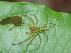 Lyssomanes bitaeniatus