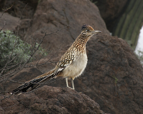 Greater Roadrunner photographed in Nevada