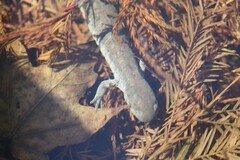 Ambystoma jeffersonianum